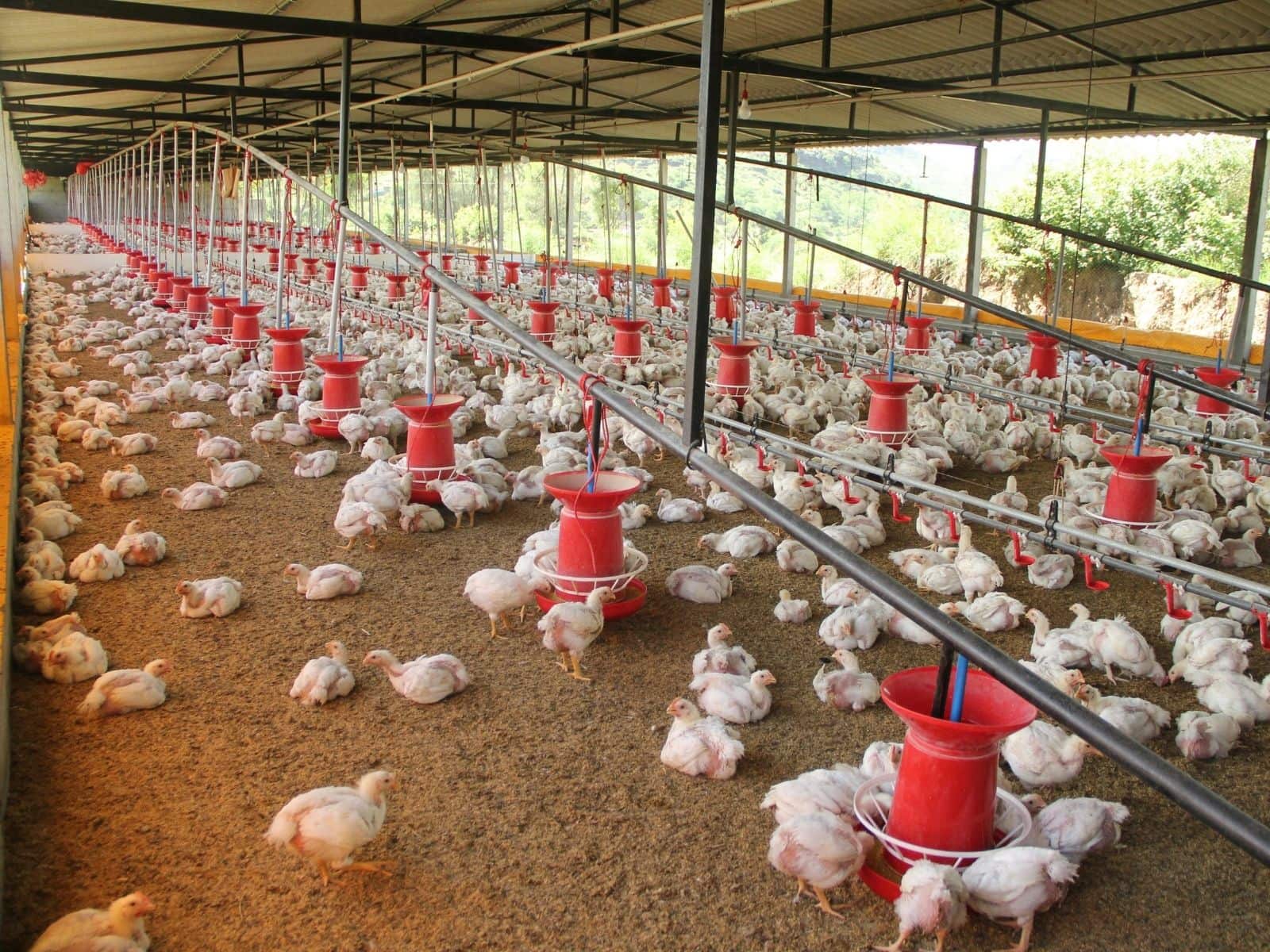 Halal Poultry Certification